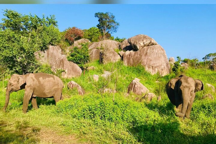 Safari di Leopardi nel Parco Nazionale di Yala da Galle