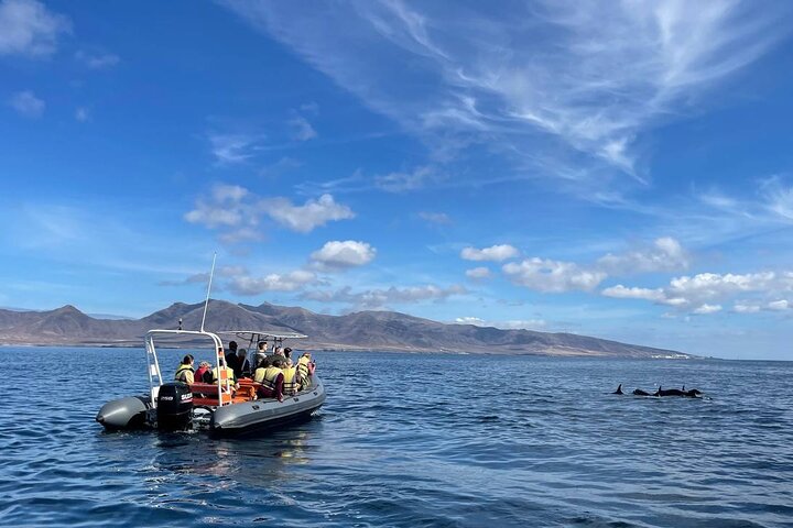 2 uur durende excursie dolfijnen en walvissen spotten + snorkelen