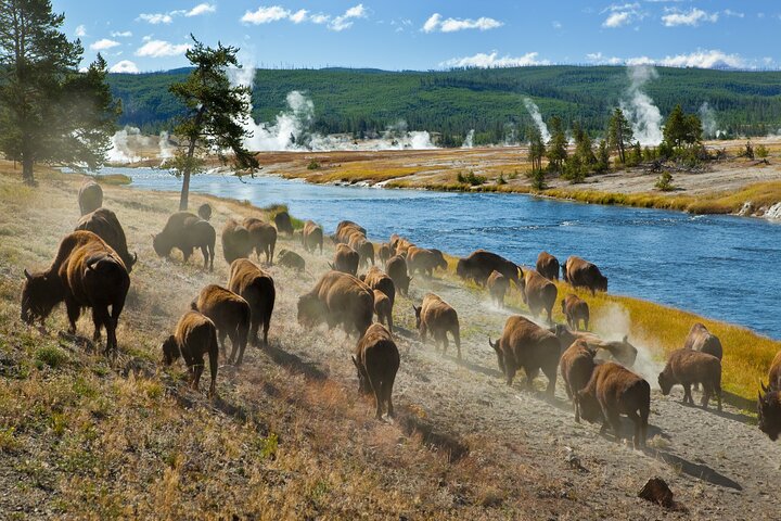 Tour audio di guida autoguidato del Parco Nazionale di Yellowstone