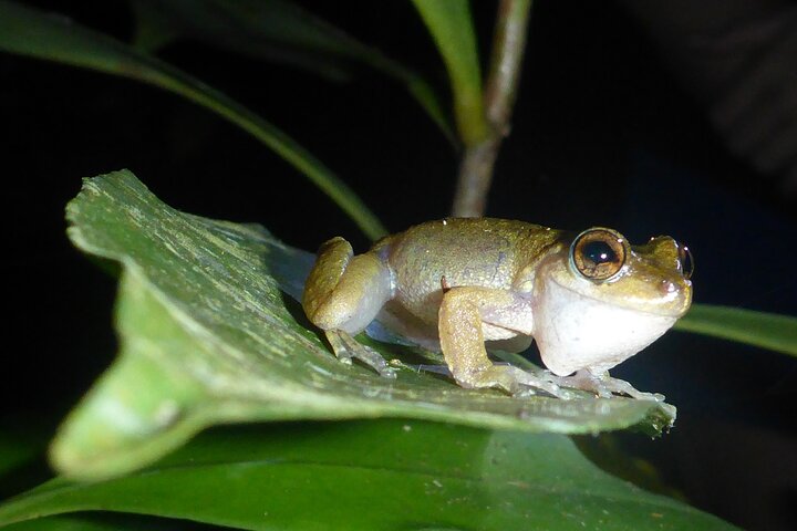 Familienachtwandeling door tropisch regenwoud in Daintree