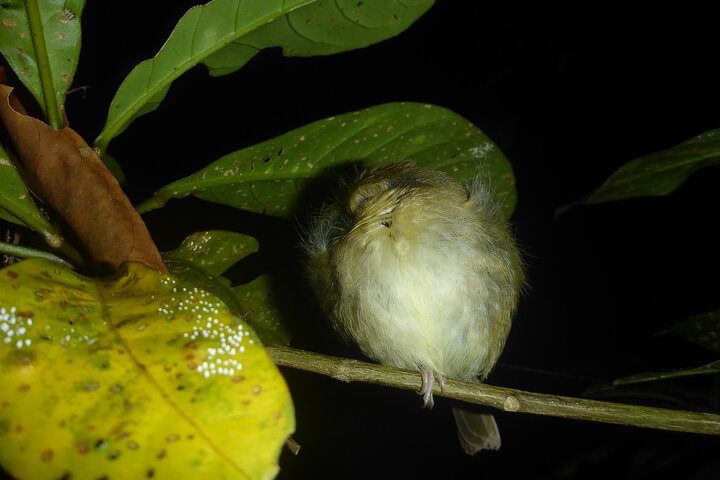 Familienachtwandeling door tropisch regenwoud in Daintree