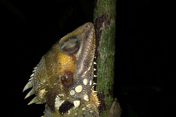 Familienachtwandeling door tropisch regenwoud in Daintree