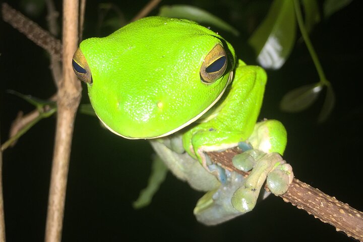 Familienachtwandeling door tropisch regenwoud in Daintree