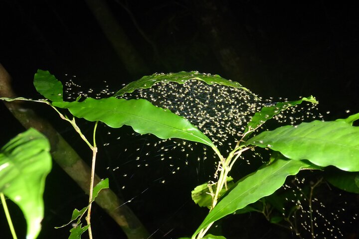 Familienachtwandeling door tropisch regenwoud in Daintree