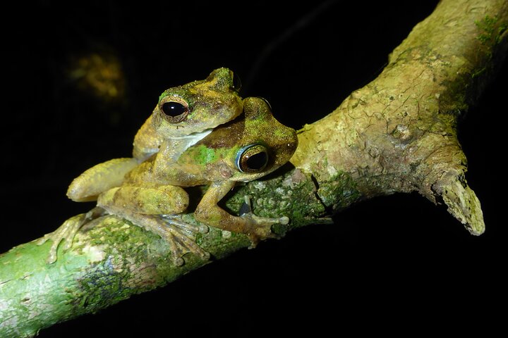 Familienachtwandeling door tropisch regenwoud in Daintree