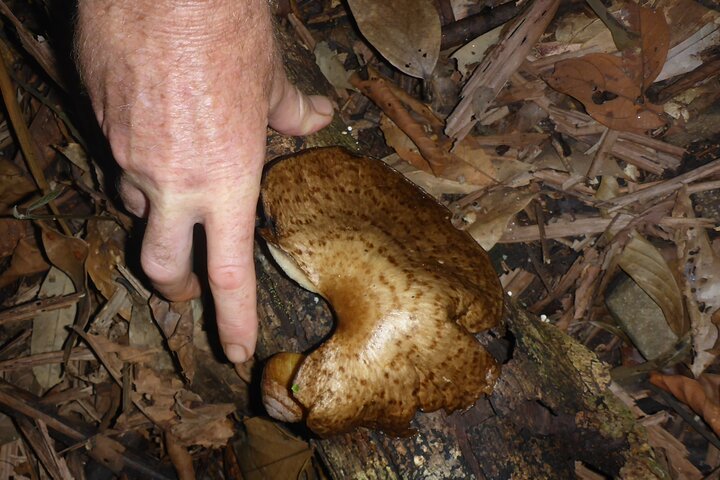 Familienachtwandeling door tropisch regenwoud in Daintree
