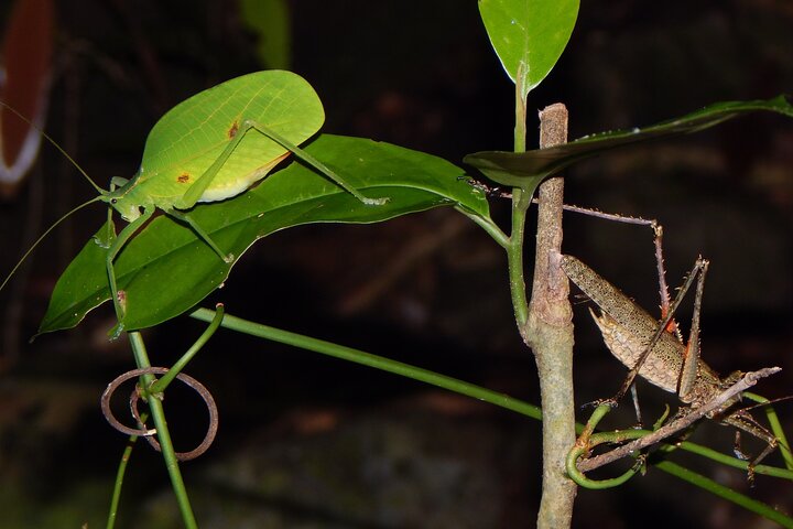 Familienachtwandeling door tropisch regenwoud in Daintree