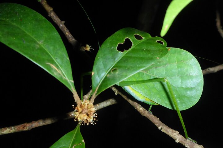 Familienachtwandeling door tropisch regenwoud in Daintree