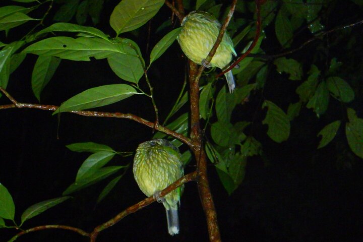 Familienachtwandeling door tropisch regenwoud in Daintree