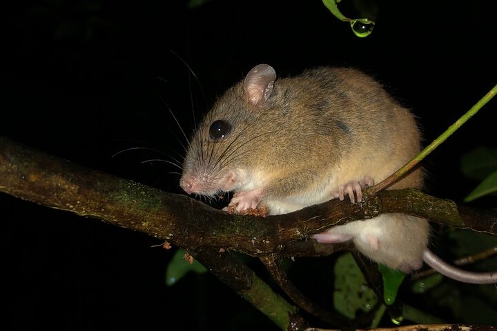 Familienachtwandeling door tropisch regenwoud in Daintree