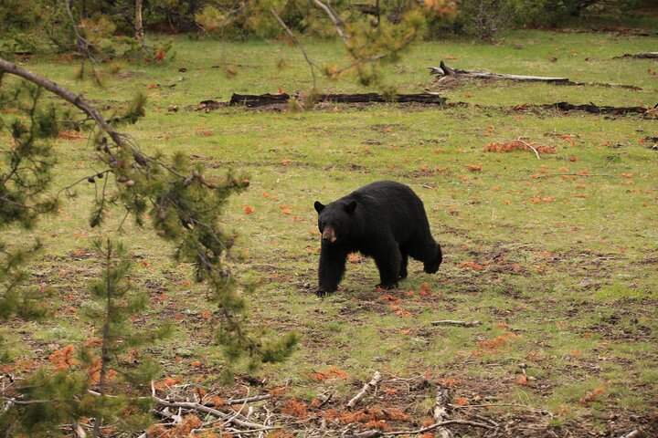 Visite privée de Yellowstone : sites emblématiques, faune, randonnées familiales + déjeuner