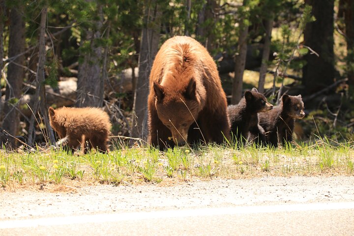 Visite privée de Yellowstone : sites emblématiques, faune, randonnées familiales + déjeuner