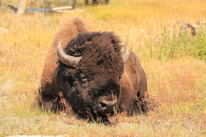 Visite privée de Yellowstone : sites emblématiques, faune, randonnées familiales + déjeuner
