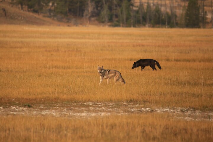 Visite privée de Yellowstone : sites emblématiques, faune, randonnées familiales + déjeuner