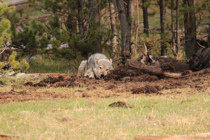 Visite privée de Yellowstone : sites emblématiques, faune, randonnées familiales + déjeuner