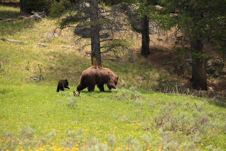 Visite privée de Yellowstone : sites emblématiques, faune, randonnées familiales + déjeuner