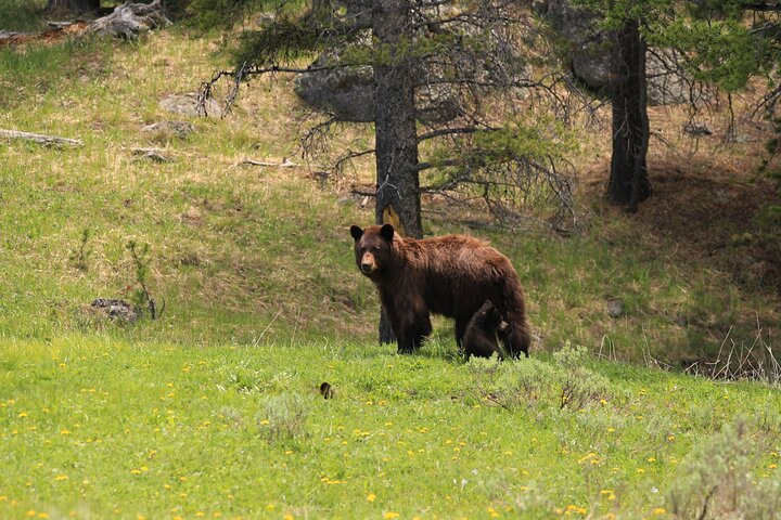 Visite privée de Yellowstone : sites emblématiques, faune, randonnées familiales + déjeuner