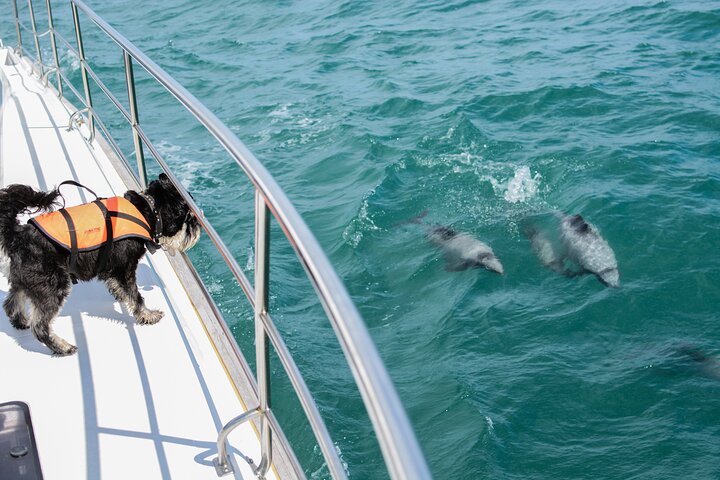 Delfines de Akaroa ~ Crucero por la naturaleza