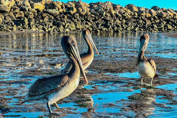 Wildlife Kayak Tour em Porto de Santa Barbara (2 horas)