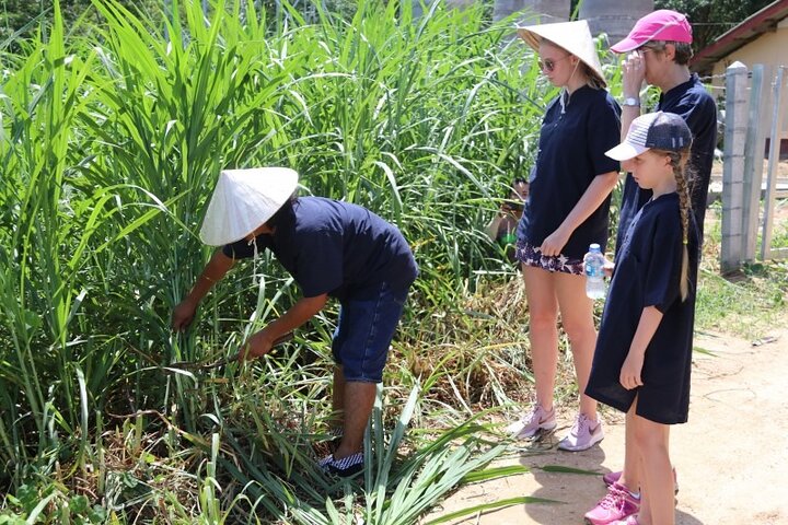 Koh Samui : Elephant Nature Care, il più grande santuario degli elefanti