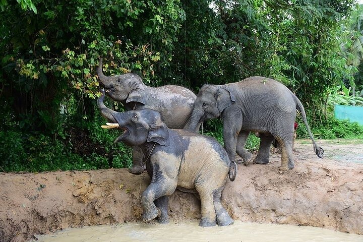 Koh Samui : Elephant Nature Care, il più grande santuario degli elefanti