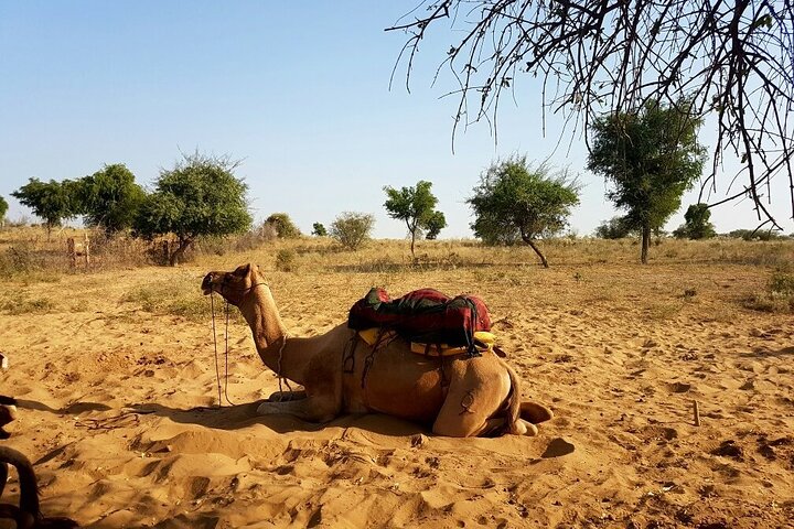 Desert Camel Safari & Jeep Safari Tour fra Jodhpur