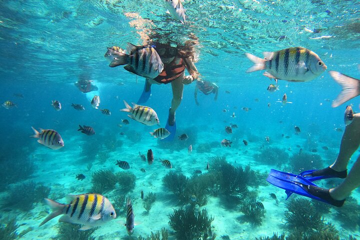 Tour semiprivato VIP di 3 ore Isla Mujeres Esperienza di snorkeling completa
