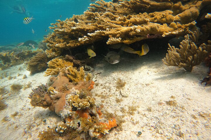Tour semiprivato VIP di 3 ore Isla Mujeres Esperienza di snorkeling completa