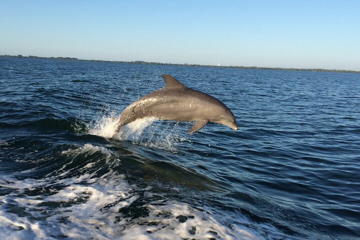 Delfinsafari på naturcruise og økotur fra Hubbards marina i John's Pass
