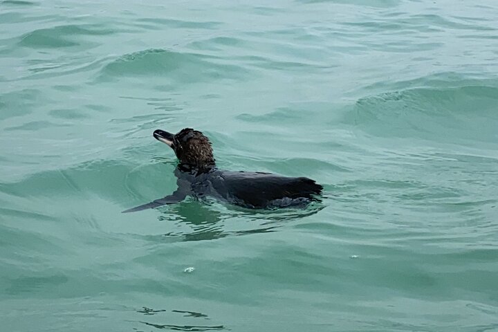 Isabela Island Tour i Galapagos med kajak