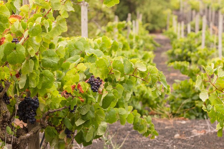 Aranda del Duero : Bezoek aan een wijngaard en wijnproeverij
