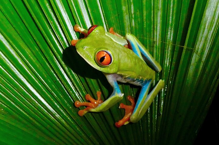 Tortuguero: All Inclusive-pakke 2 netter 3 dager fra San Jose