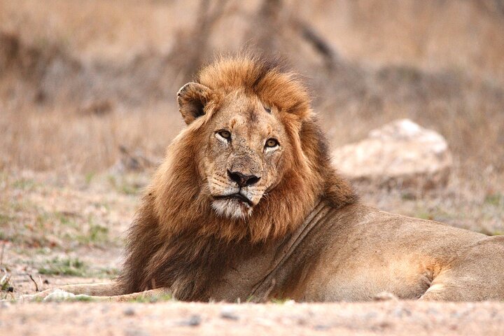 Safari d'une journée en petit groupe dans le parc national Kruger
