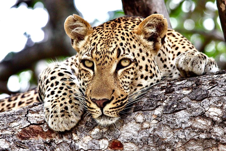 Safari d'une journée en petit groupe dans le parc national Kruger