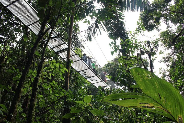 Fågelskådningstur i Mistico Arenal Hanging Bridges Park från Guanacaste