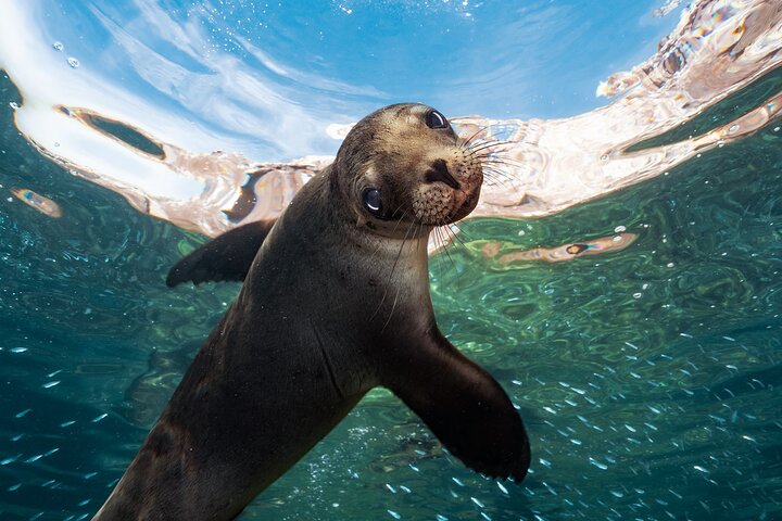 Aventura a Isla Espíritu Santo: Snorkel con Lobos Marinos y Playa