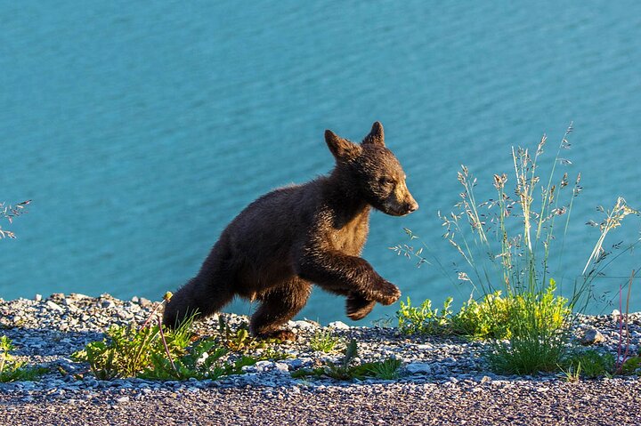 Passeio Jasper Wildlife & Cruzeiro no Lago Maligne com Spirit Island