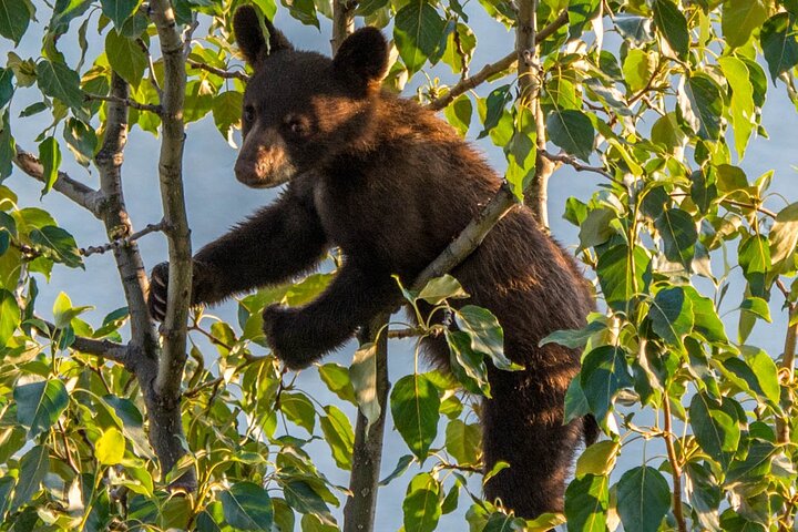 Passeio Jasper Wildlife & Cruzeiro no Lago Maligne com Spirit Island