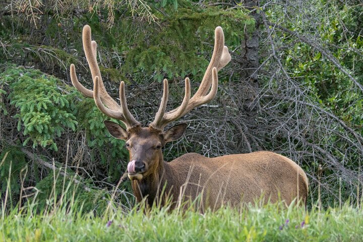 Passeio Jasper Wildlife & Cruzeiro no Lago Maligne com Spirit Island
