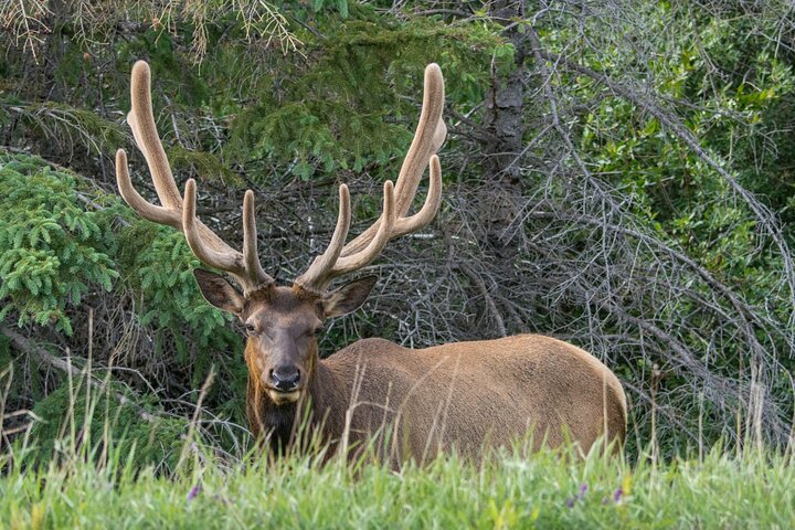 Visite de la faune et des sites touristiques de Jasper avec randonnée au lac Maligne