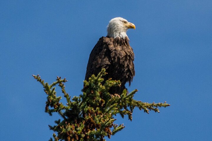 Visite de la faune et des sites touristiques de Jasper avec randonnée au lac Maligne