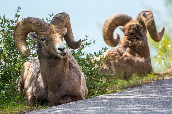 Visite de la faune et des sites touristiques de Jasper avec randonnée au lac Maligne