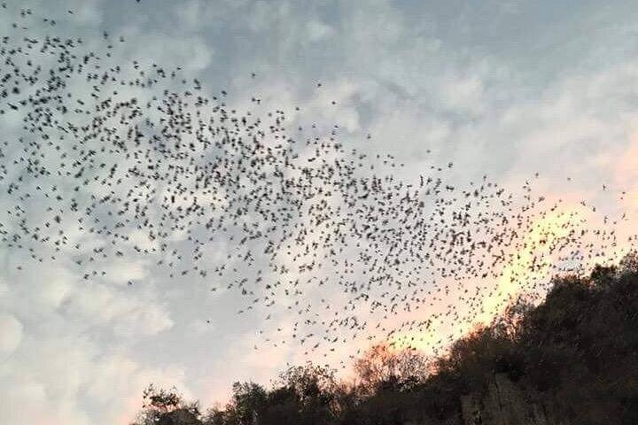 Battambang Visite privée de l'après-midi en train de bambou, grotte et village de chauves-souris