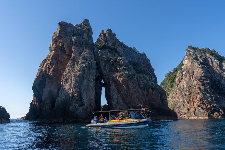 Coromandel äventyr och vilda djur båttur till Aldermen Islands