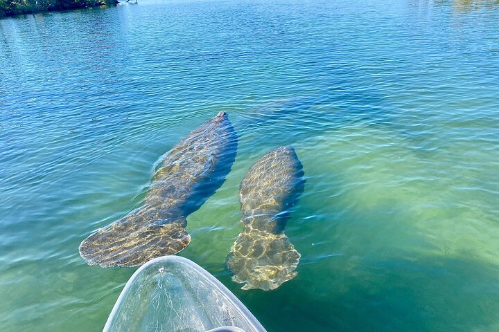 Hoteller i nærheden af Crystal River Clear Kayak Tour: Three Sisters Springs & Manatees