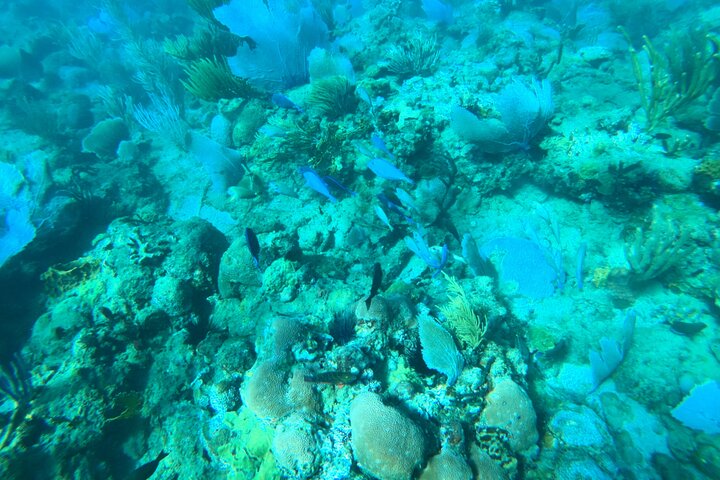 Aventura de mergulho com snorkel em recifes de coral com fotos e vídeos