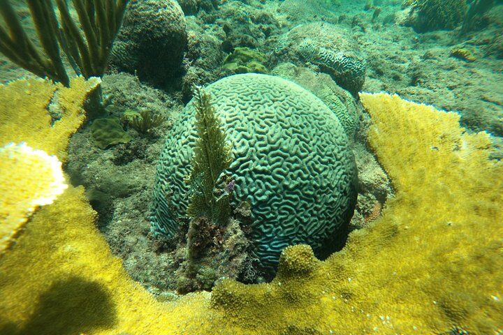 Aventura de mergulho com snorkel em recifes de coral com fotos e vídeos