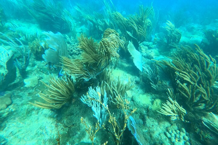 Aventura de mergulho com snorkel em recifes de coral com fotos e vídeos
