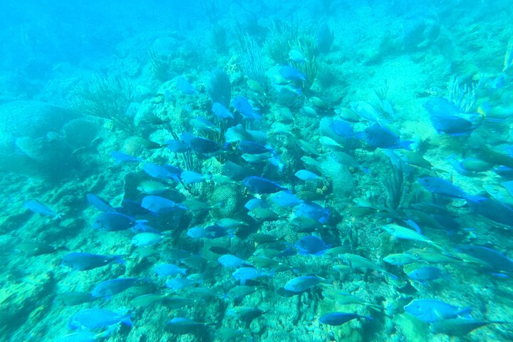 Aventura de mergulho com snorkel em recifes de coral com fotos e vídeos