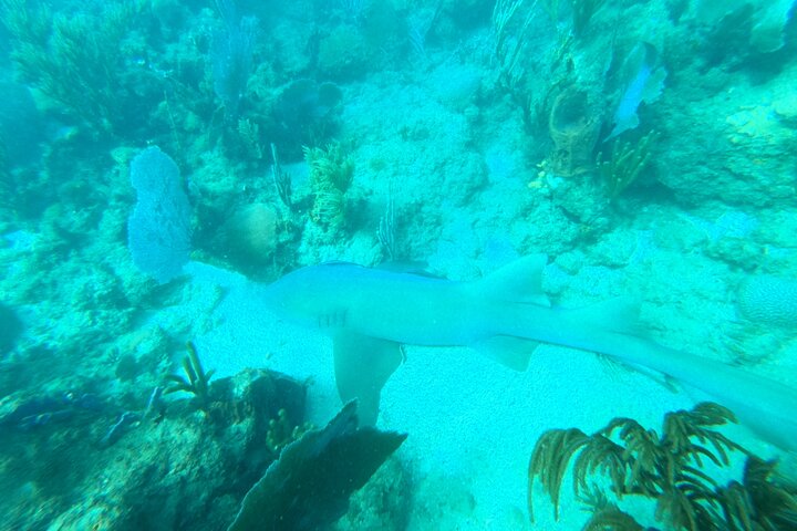 Aventura de mergulho com snorkel em recifes de coral com fotos e vídeos
